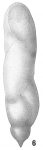 Pleurostomella acuminata