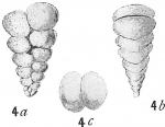 Spiroplecta fusca
