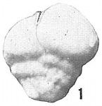Textularia abbreviata