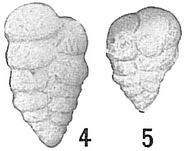 Textularia agglutinans Textularia agglutinans
