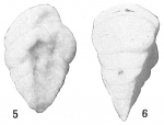 Textularia albatrossi