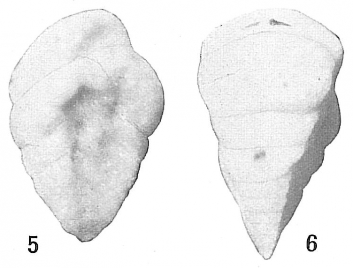 Textularia albatrossi Textularia albatrossi