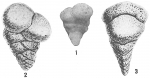 Textularia candeiana