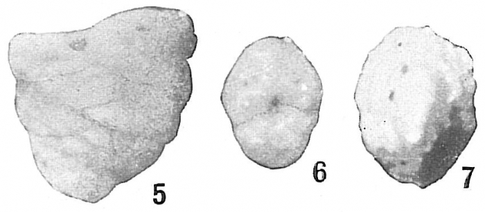 Textularia conica Textularia conica