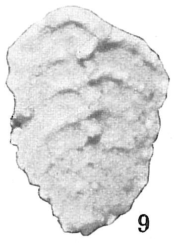 Textularia mexicana Textularia mexicana