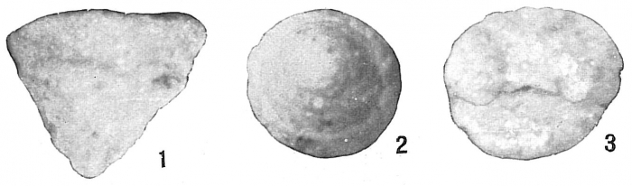 Textularia pseudotrochus Textularia pseudotrochus