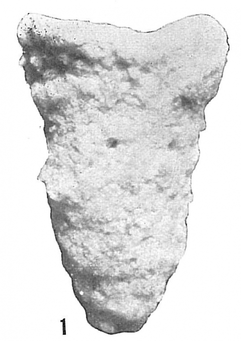 Textularia pseudoturris Textularia pseudoturris