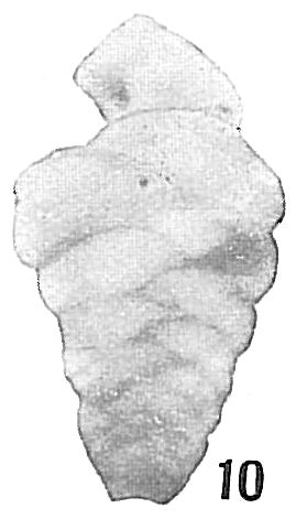 Textularia subplana Textularia subplana
