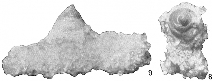 Valvulina conica Valvulina conica