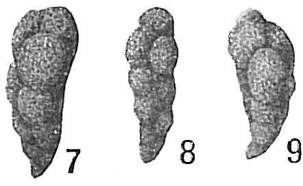 Verneuilina advena Verneuilina advena