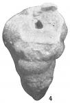 Verneuilina affixa