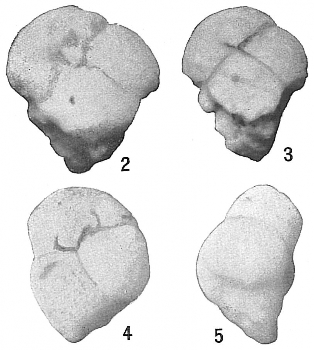 Valvulina oviedoiana Valvulina oviedoiana