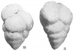 Verneuilina propinqua