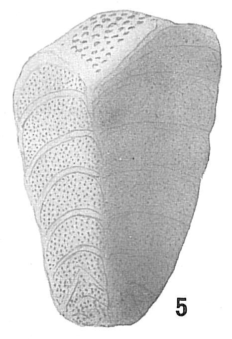 Verneuilina spinulosa Verneuilina spinulosa