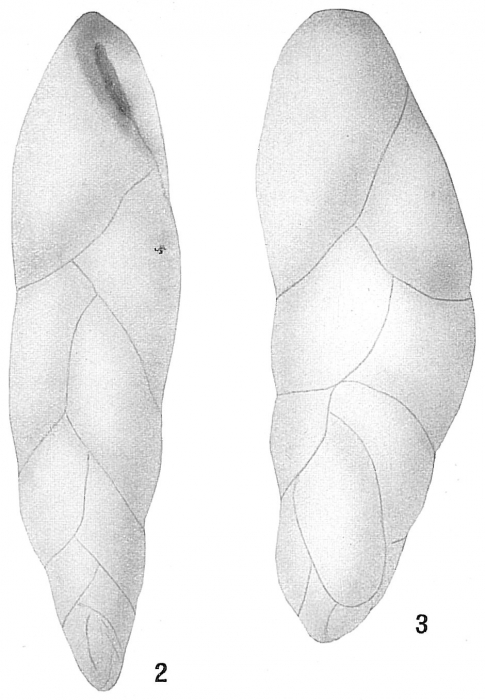 Virgulina compressa Virgulina compressa