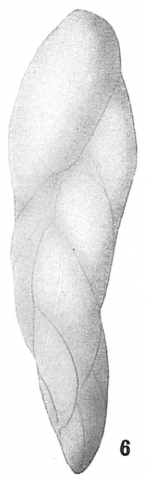 Virgulina schreibersiana Virgulina schreibersiana