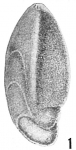 Cristellaria acutauricularis