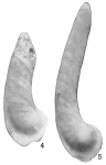 Cristellaria albatrossi