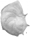 Cristellaria antillacea
