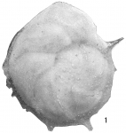 Cristellaria antillea