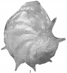 Cristellaria antillea