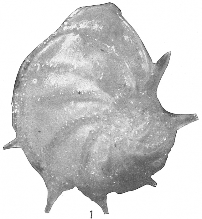 Cristellaria antillea Cristellaria antillea