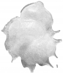Cristellaria antillea