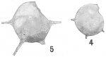 Cristellaria calcar