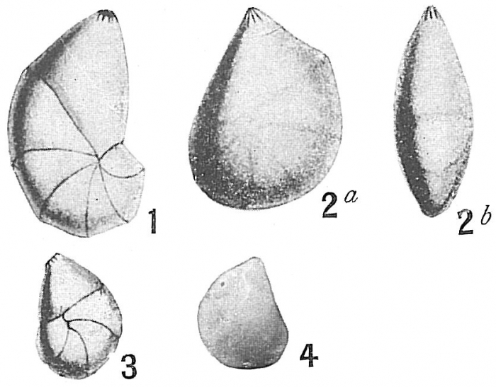Cristellaria convergens