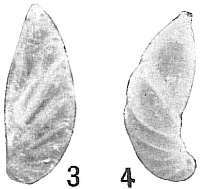 Cristellaria crepidula Cristellaria crepidula