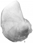 Cristellaria dorbignii