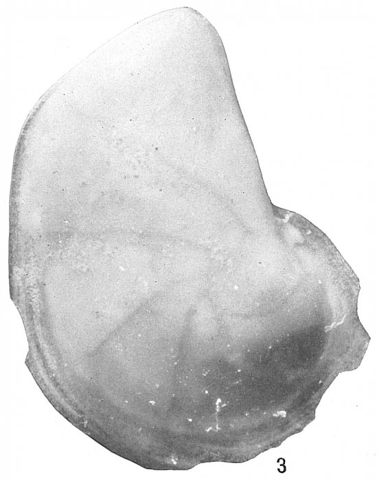 Cristellaria dorbignii Cristellaria dorbignii
