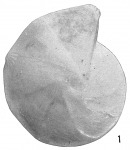 Cristellaria dorbignii