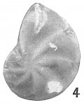 Cristellaria gibba