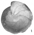 Cristellaria iota