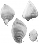 Cristellaria italica