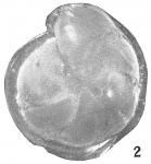 Cristellaria lucida