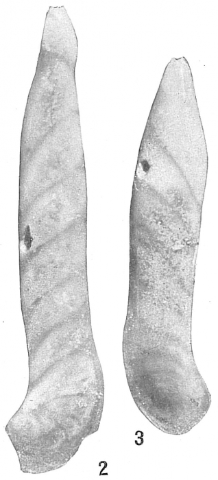 Cristellaria obtusata var. subalata Cristellaria obtusata var. subalata