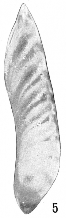 Cristellaria obtusata var. subalata Cristellaria obtusata var. subalata