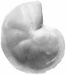 Cristellaria occidentalis novangliae