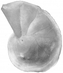 Cristellaria occidentalis novangliae