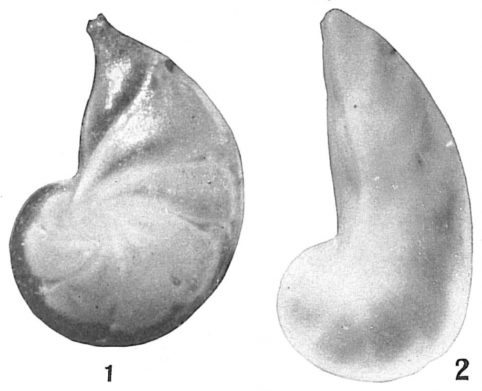 Cristellaria occidentalis Cristellaria occidentalis