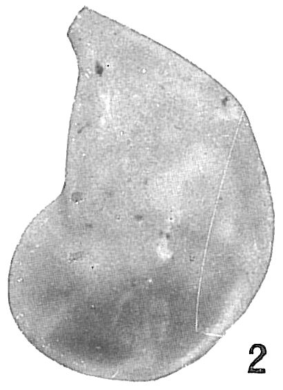 Cristellaria occidentalis Cristellaria occidentalis