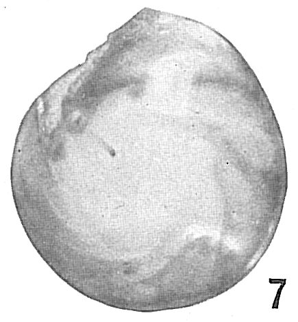 Cristellaria orbicularis Cristellaria orbicularis