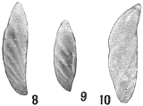 Cristellaria schloenbachi, author: Cedhagen, Tomas
