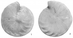 Cristellaria septentrionalis