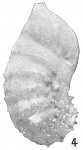 Cristellaria subaculeata glabrata, author: Cedhagen, Tomas