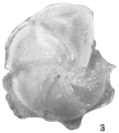 Cristellaria submamilligera, author: Cedhagen, Tomas