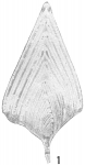 Frondicularia sagittula var. lanceolata