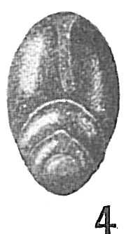 Frondicularia translucens Frondicularia translucens